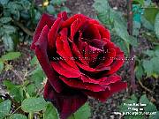 red rose picture