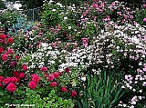 Rose-bushes-in-rose-garden