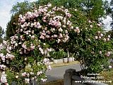 old city cemetery heritage rose garden