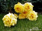 yellow roses