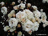  White roses background